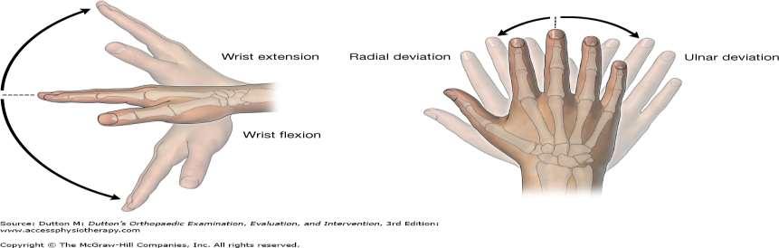 ROM + RESISTED ROM Grip Strength Flexion radial deviation 10-15 deg ulnar
