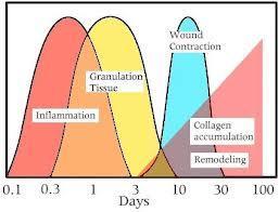 PHASES OF WOUND HEALING INFLAMMATORY