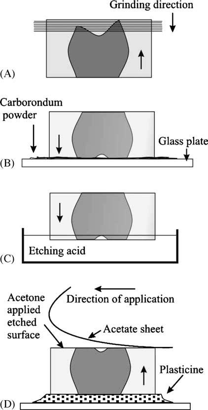 838 A. Füsun et al. of whole sections can be made from a single tooth. Thin-sectioning techniques for undecalcified or partially decalcified teeth were introduced by previous workers.