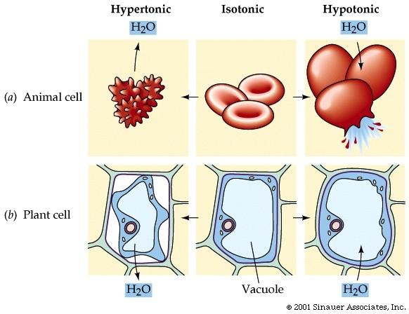 The animal cells in this example are RBCs. Osmosis Plant cells have a cell wall and central vacuole. Animal cells do not. The solution surrounding the cells is hypertonic when [H 2 O].