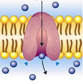 Active transport is the pumping of particles across the membrane AGAINST their concentration gradient using cellular energy (ATP).