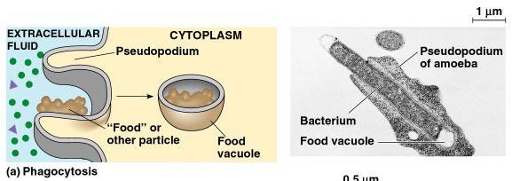 One type of endocytosis is phagocytosis, cellular eating. Here s a cool one.