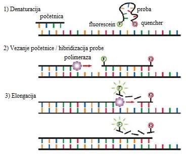 Slika 7. Real-time TaqMan PCR tehnologija Kao što je navedeno, RT-PCR metoda za određivanje genotipa, tj.