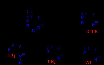 Tetrahydrofolate acts as a carrier of reactive single C units Serine glycine formation of N 5,N 10 -methylen