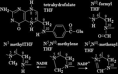 Histidine degradation formation of N 5 -formiminothf; N 5,N 10 -metnhenyl a N 10 -formyl THF Tryprophane