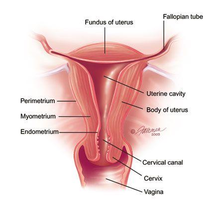 Estrogen therapy (ET) is the most effective treatment for GSM Primary concern: Risk of endometrial cancer associated with unopposed estrogen Low dose vaginal estrogen preparations are generally safe