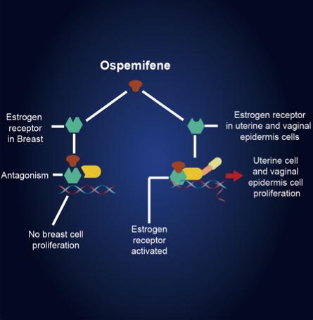 OSPEMIFENE Only SERM approved in US for treatment of moderate to severe dyspareunia NON-ESTROGEN THERAPIES FOR