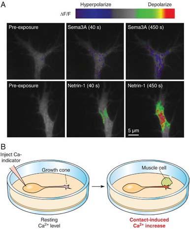 opposing effects on growth cone membrane potential Contact-mediated