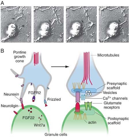 active zones (presynaptic release site proteins) and postsynaptic