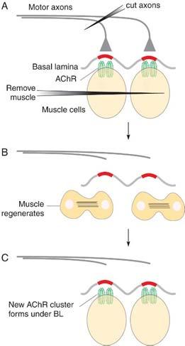20 Contact between nerve fibers and muscle cells