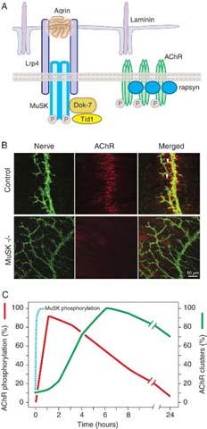 secreted by the neuron into the ECM and survives