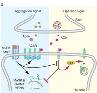 Competition between Agrin-MuSK signaling and ACh-AChR signaling may regulate clustering Old View Two Models New View Fig 8.