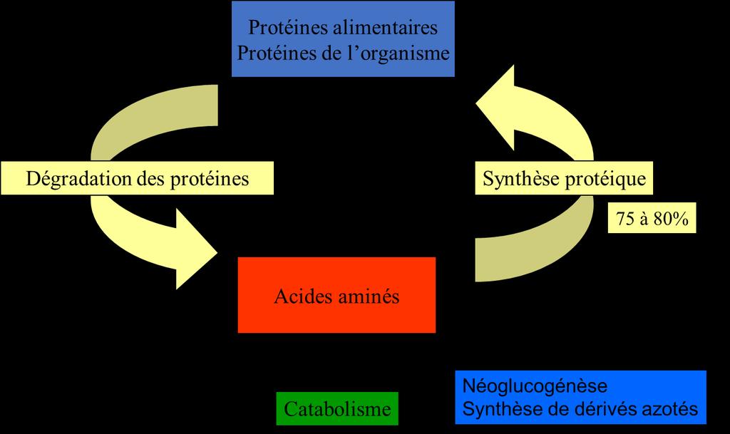 The protein metabolism Alimentary proteins