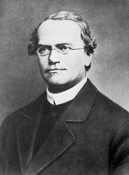 Mendel Gregory Mendel (1822-1884) The Father of Genetics.