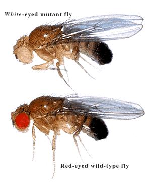 Sex-Linked Traits in Fruit Flies Thomas Morgan (1910) studied eye color in fruit flies (Scientific name drosophila) He discovered that eye color is an X-linked trait.