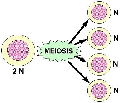 2 stages of Meiosis Meiosis 1 homologous chromosome