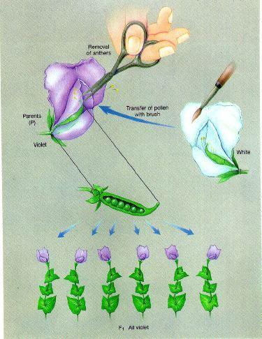 Pollination Cross One plant gives the sperm (male) while the other gives the egg (female) Self plant gives both male and female