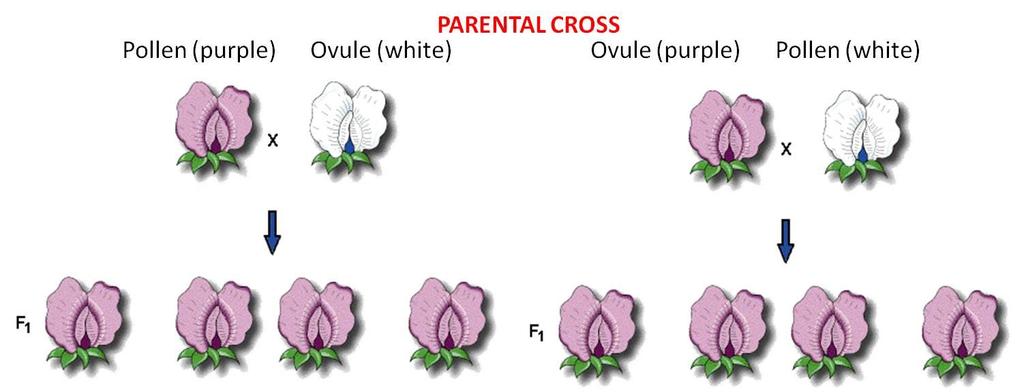 Generations P -- purple x white F1 (hybrids)