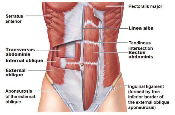 10 Expiratory muscles Second : Anterior abdominal wall muscles It Is formed of 3 layers of muscles of fibers running in different directions (to increase strength of anterior abdominal wall) The 3
