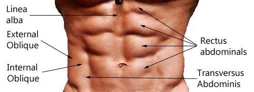 the midline to form linea alba (it is meeting of 3 aponeurosis in both sides, extending from the xiphoid process to symphysis pips) Muscle External oblique Internal oblique Rectus abdominis