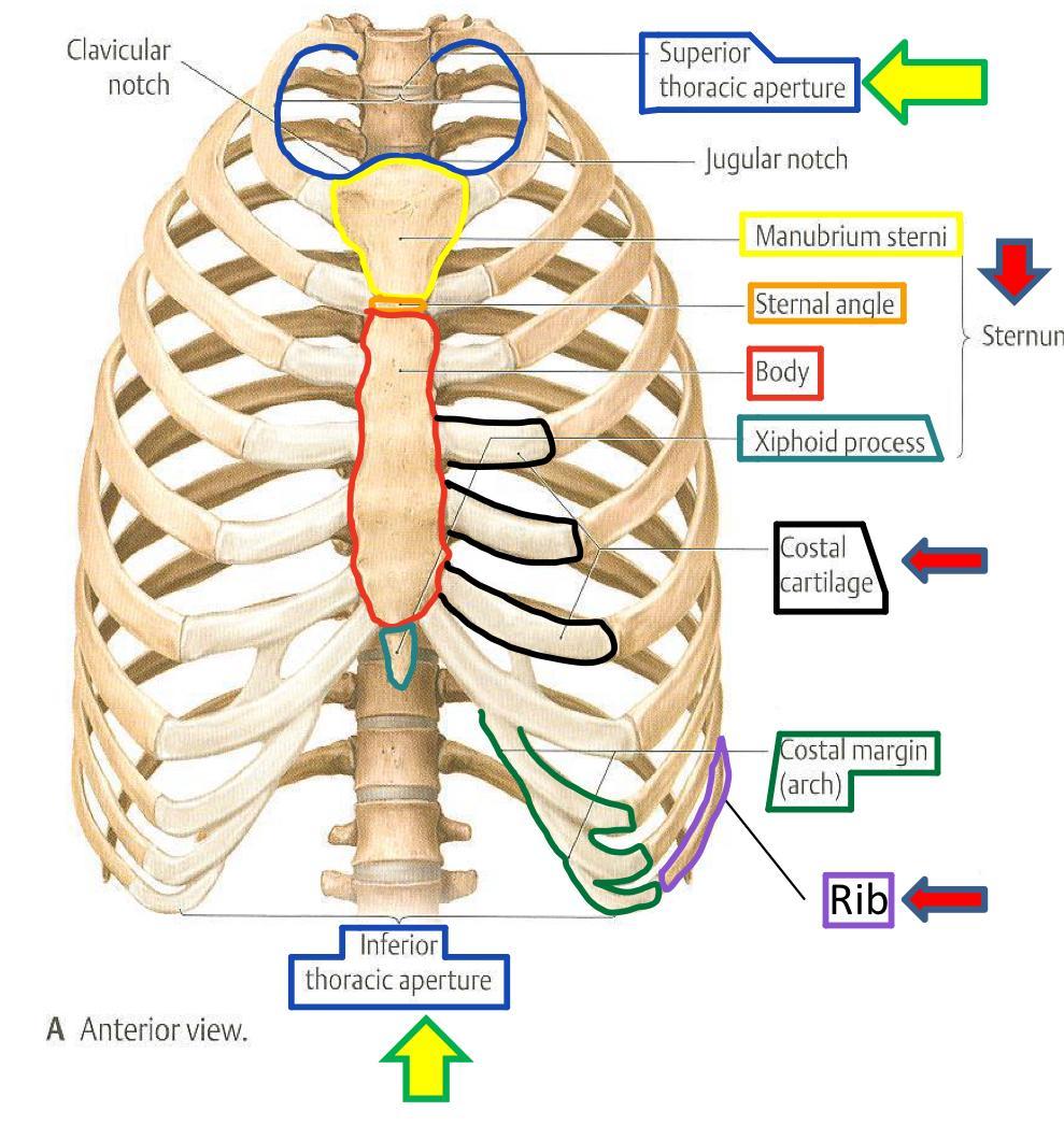 Thoracic cage : 3 Conical in shape Has 2 apertures (openings): 1.