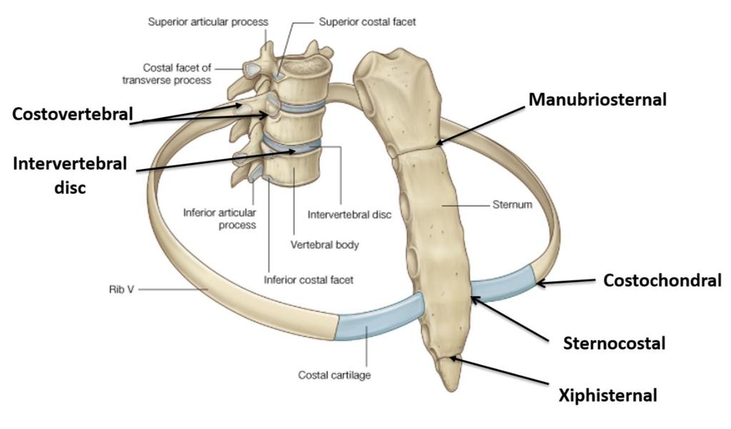 Articulations 4 Intervertebral discs*= Between two vertebrae (Secondary cartilaginous) Costovertebral joints= Between ribs and thoracic vertebrae (Plane synovial) Note : each Rib