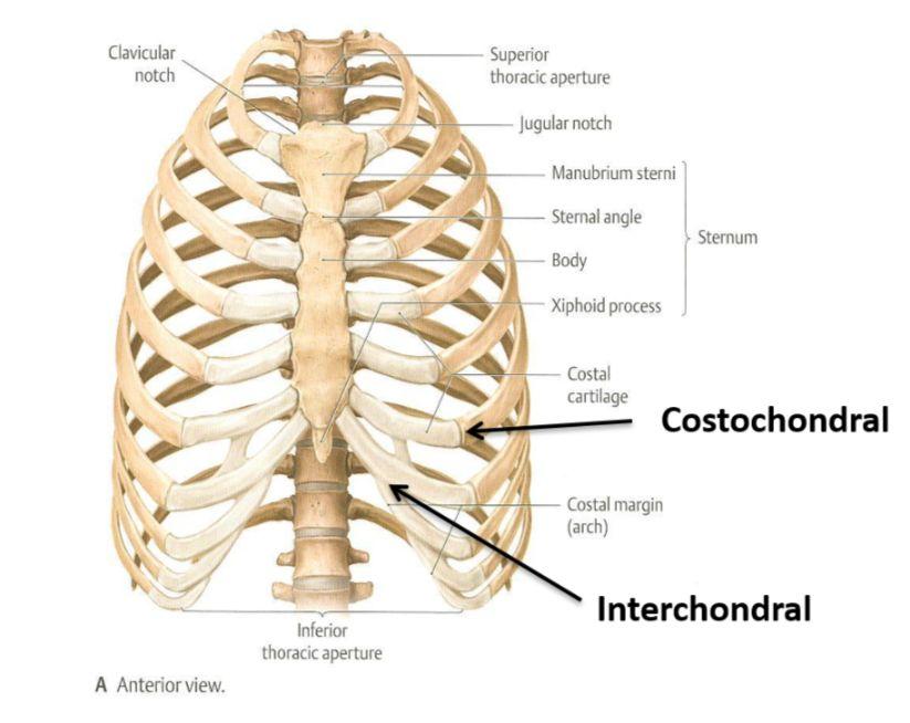 Costochondral joints= Between ribs and their costal cartilages (Primary cartilaginous) Interchondral joints*= Between costal cartilages of 6th -10th ribs (Primary cartilaginous)