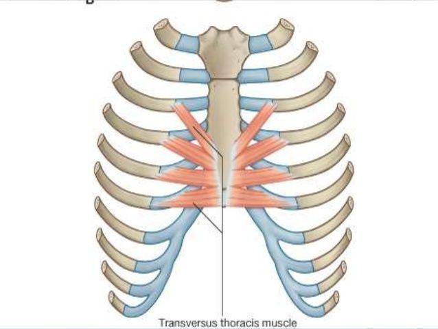 Expiratory muscles 9 Two groups: A- Ribs depressors B- Anterior abdominal wall muscles All expiratory muscles act only during