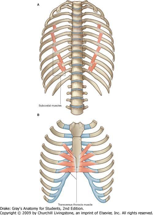 thoracis - - backward & laterally Nerve Intercostal nerves (ventral rami of T1-T11) Action depression of the ribs Vein, artery,