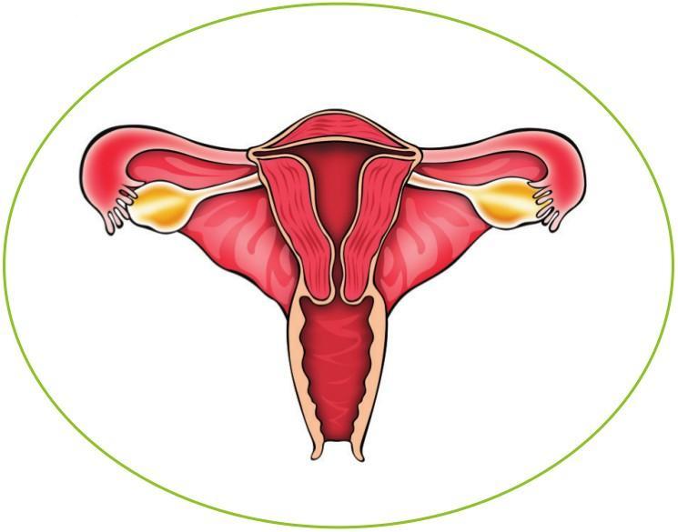 Published on: 8 Apr 2013 Intrauterine Insemination - FAQs Q. How Does Pregnancy Occur? A. The female reproductive system involves the uterus, ovaries, fallopian tubes, cervix and vagina.