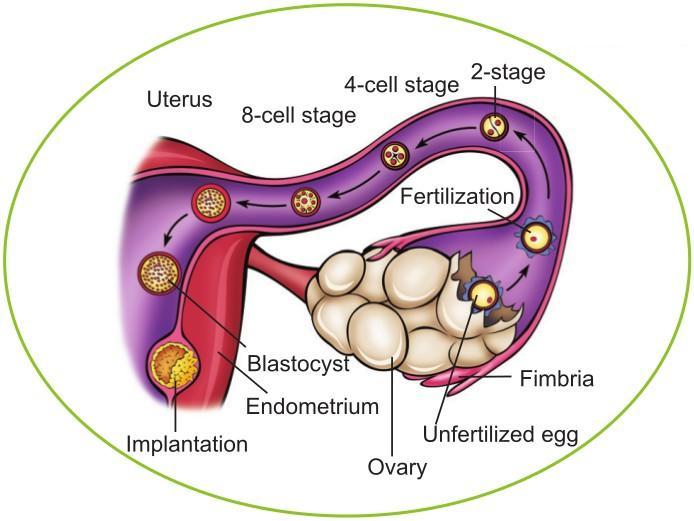 In the second half of the menstrual cycle, the egg begins to travel through the fallopian tube towards the uterus. Progesterone levels rise and thicken the uterine lining to prepare for pregnancy.