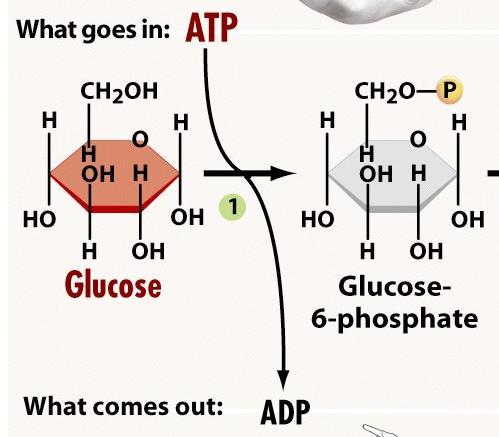 reaction Energy from ATP used