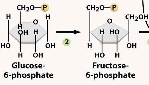 Glycolysis - Step 2 G-6-P Fructose-6-P Catalysed by Phosphoglucose isomerase Equilibrium reaction Generated