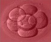 PGT-A The concept Standard embryo evaluations do not reveal embryos with the wrong number of