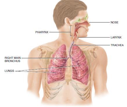 Anatomy and Physiology Upper Respiratory Tract Nose Nasopharynx