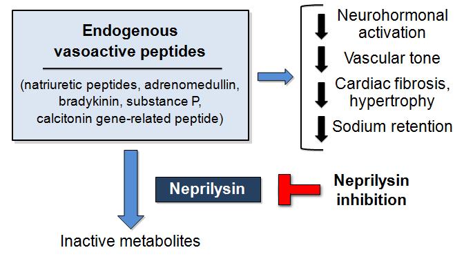 Neprilysin Inhibition Potentiate Actions of Vasoactive