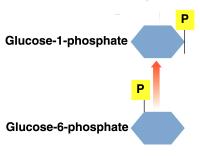 Formation of Glucose-1-Phosphate Glucose-6-phosphate is converted to glucose-1-phosphate.