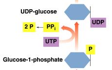UDP-Glucose UTP activates glucose-1-phosphate to form UDP-glucose and pyrophosphate (PP i ).
