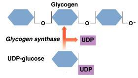 Glycogenesis: Glycogen The glucose in UDP-glucose adds to glycogen.