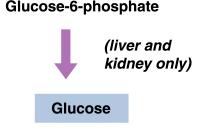 Glucose-6-phosphate Glucose-6-phosphate Is not utilized by brain and skeletal muscle because they lack glucose-6-phosphatase.