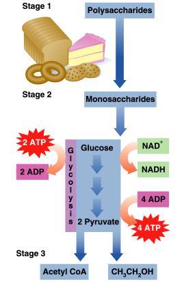 Stage 2: Glycolysis Stage 2: Glycolysis Is a metabolic pathway that uses glucose, a digestion product.