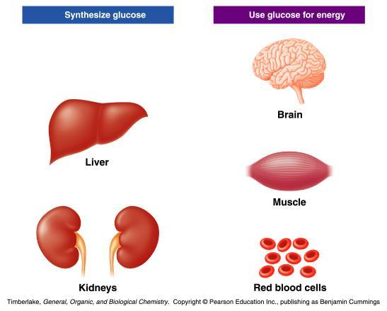Utilization of Glucose Glucose Is the primary energy source for the brain, skeletal