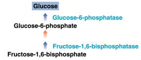 Glucose Formation Glucose forms when A loss of a phosphate from fructose-1,6-bisphosphate forms fructose-6-phosphate and P i.