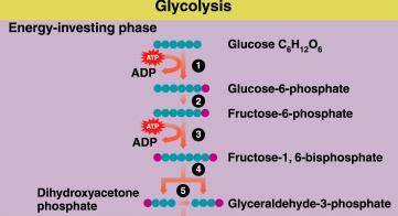 Glycolysis: Energy-Investment In reactions 1-5 of glycolysis, Energy is required to