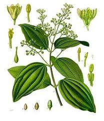 cinnamon or Ceylon cinnamon (cinnamomum