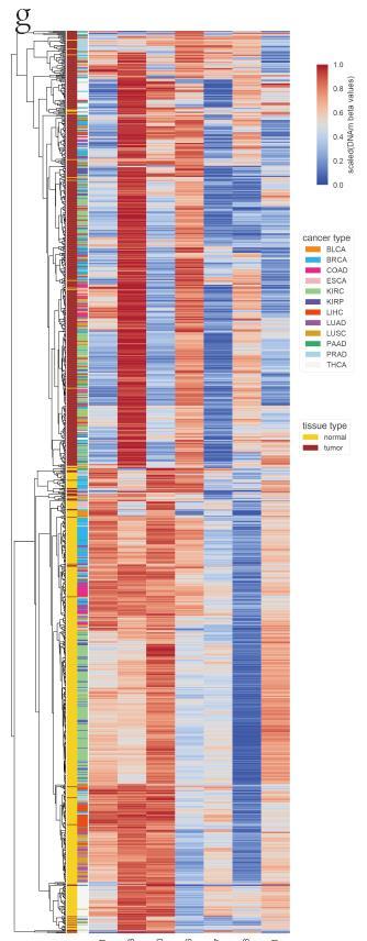 Seven Probes Classify Those Samples of 12 Cancer Types into Two Distinguished Groups Unsupervised hierarchical clustering and heatmap associated with the methylation profile of the