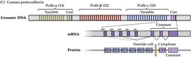 Potential Molecular Mediators of Synapse Identity (Fig. 23.