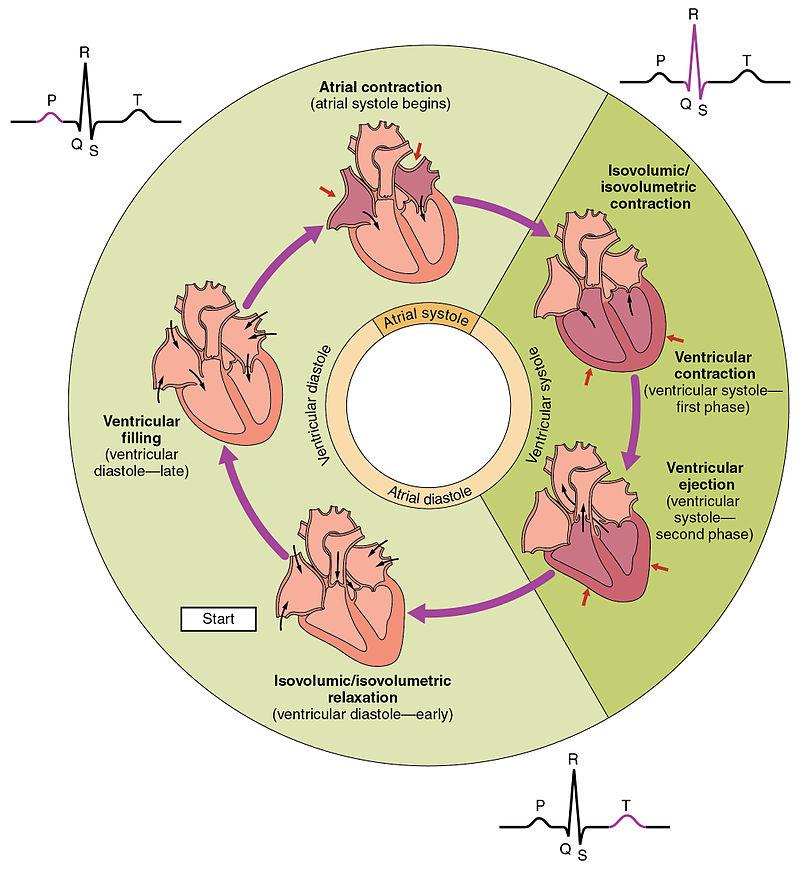 CONCEPT: HEART PHYSIOLOGY Diastole relaxation of ventricles and atria fills heart with blood SAN initiates atrial systole, causing the atria to contract AVN delays action potential, allowing atria to