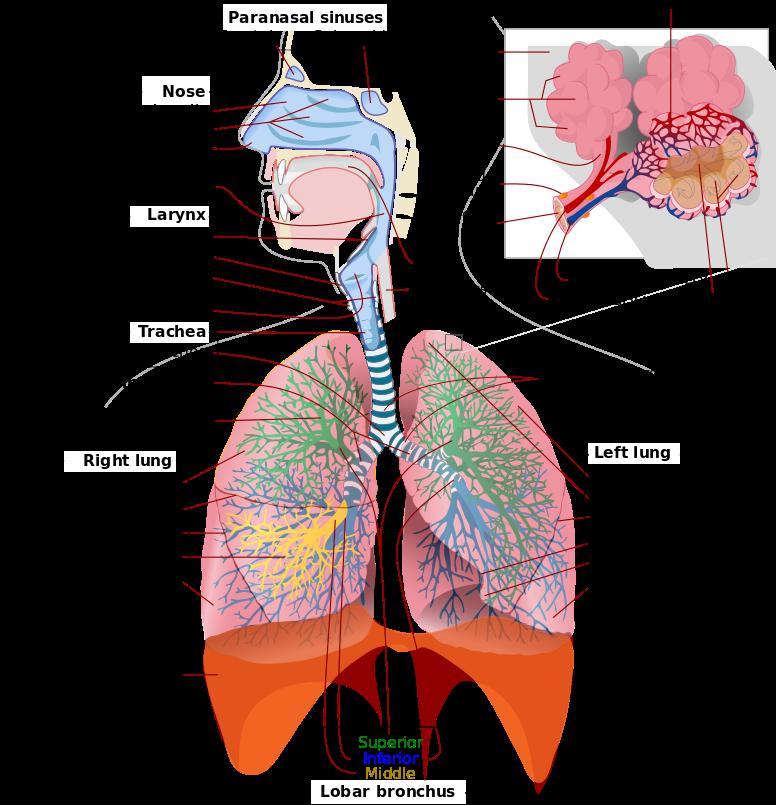 CONCEPT: LUNG ANATOMY Pharynx throat area behind the mouth, shared passage way for air, food, and water Trachea brings air from pharynx to lungs, supported by c-shaped cartilage rings Larynx