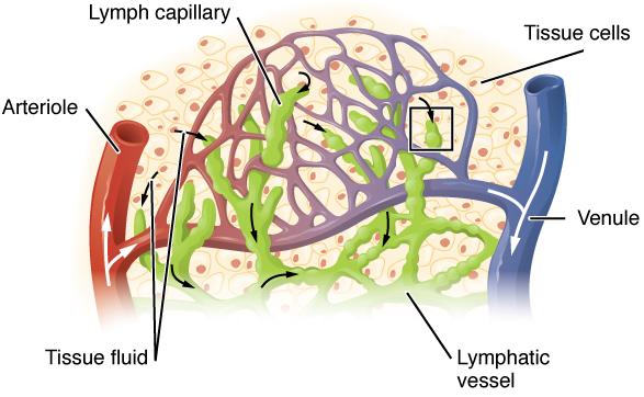CONCEPT: LYMPHATIC SYSTEM Lymphatic system network of lymphatic vessels that carry lymph toward the heart Drains plasma from interstitial fluid, and plays important role in the immune system Lymph